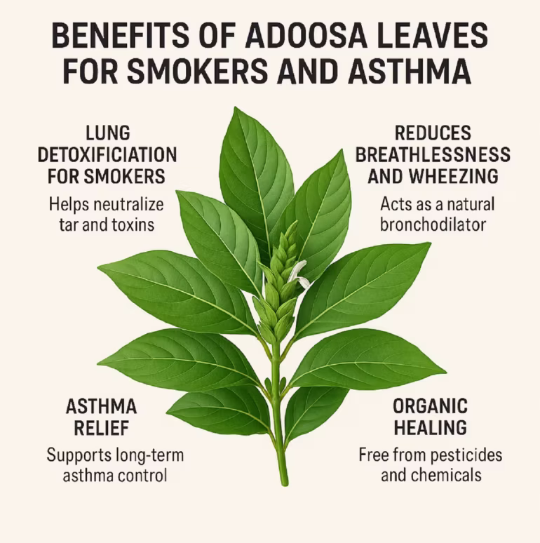Benefits of Adoosa Leaves for Smokers and Asthma